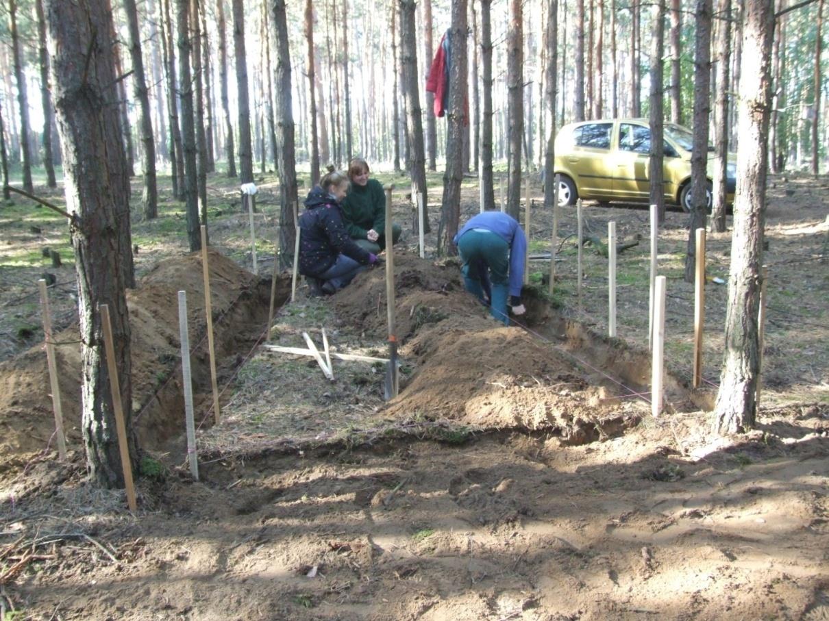 kořenový systém vzrostlého porostu.