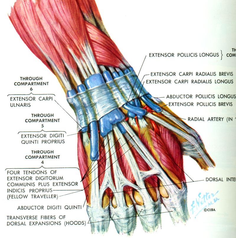 Extenzory