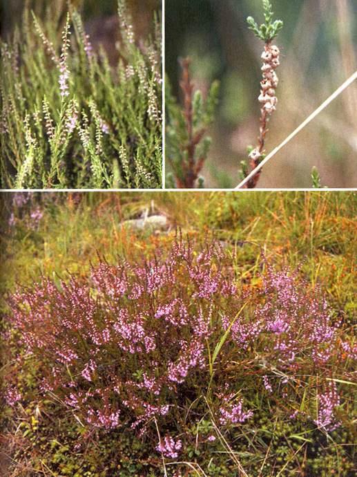 Vřes obecný Calluna vulgaris Výška do 0,5 m, kvete v září! Lístky cca 2 mm dlouhé, střídavé, vytrvalé. Snáší sucho a extrémně kyselé půdy. Výrazně světlomilný.