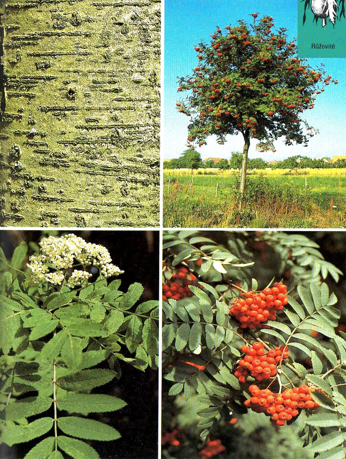 Jeřáb ptačí Sorbus aucuparia Výška 10-16 m, kulovitá koruna, nápadné květy i plodenství. Snáší mrazy, sucho, mokro, kyselé půdy. Dospělý nesnáší stín, záplavy, zasolení.