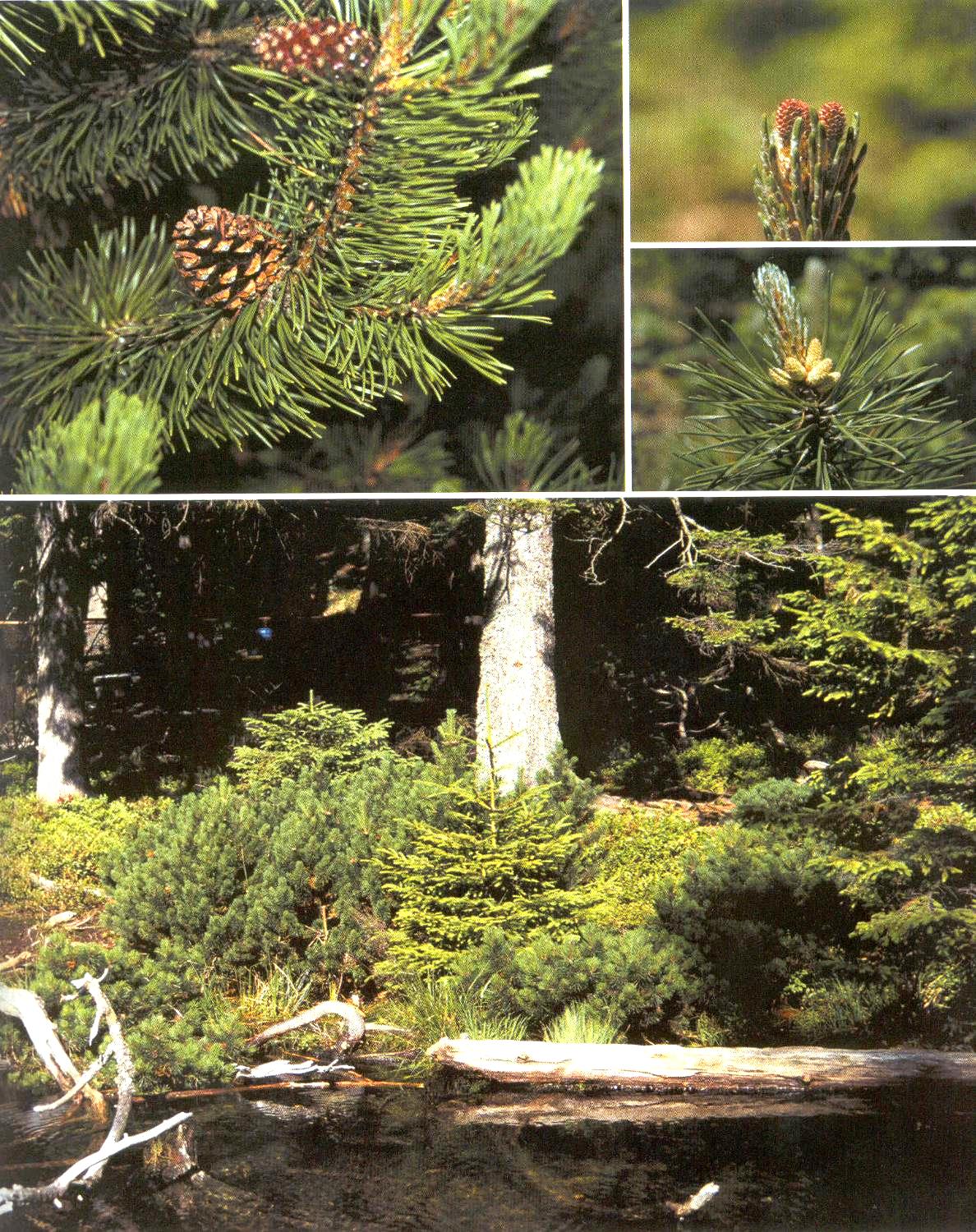 Borovice kleč Pinus mugo Keř s poléhavými větvemi, tvoří souvislé porosty. 0,4-3,5 m vysoký. Jehlice dlouhé 3-4 cm. Šišky malé, pravidelné, bez trnů. Kořeny povrchové.