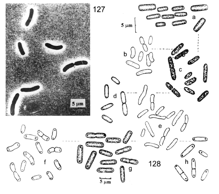 termofilní S. elongatus = S. bigranulatus S.