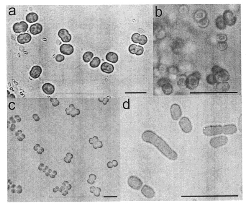 Geminocystis Korelusová et al.