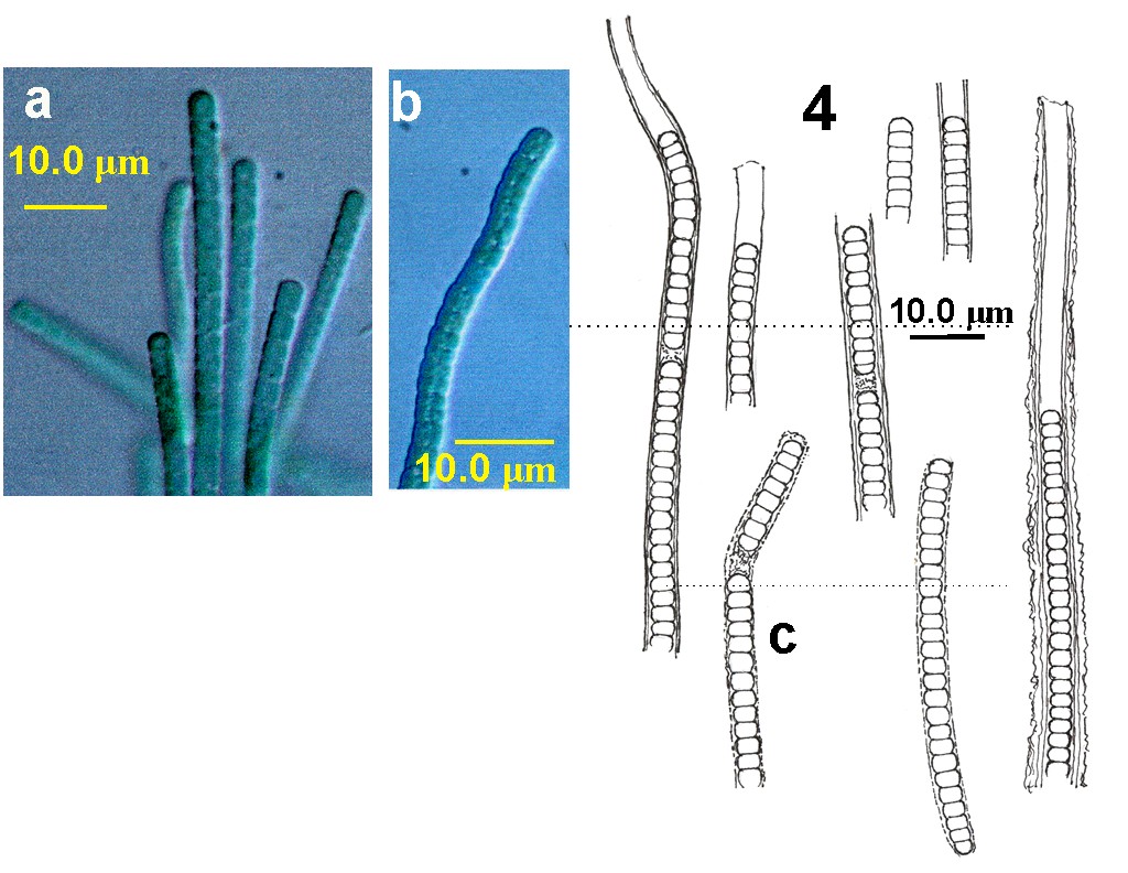 Phormidesmis Turicchia et al.