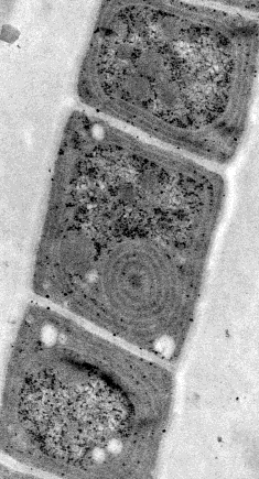 7 charakteristická ultrastruktura c s 1 μm cw 1 μm d e f dividing cell fylogenetická