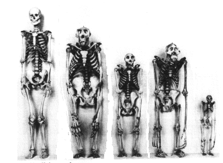 Nadčeleď Hominoidea -