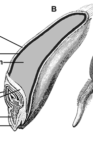 zásobních látek. Vytvářejí obrovská množství semen, která se dobře šíří krajinou, ale nedokážou vyrůst v dospělou rostlinu bez pomoci dalších živých organismů.