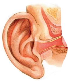 1. Sluch a sluchové postižení 1.1. UCHO Anatomie sluchového ústrojí 4 5 6 7 1 9 8 10 2 11 12 3 13 kovadlinka kladívko třmínek 1. Okraj ušního boltce; 2. Ušní boltec; 3. Lalůček; 4. Zvukovod; 5.