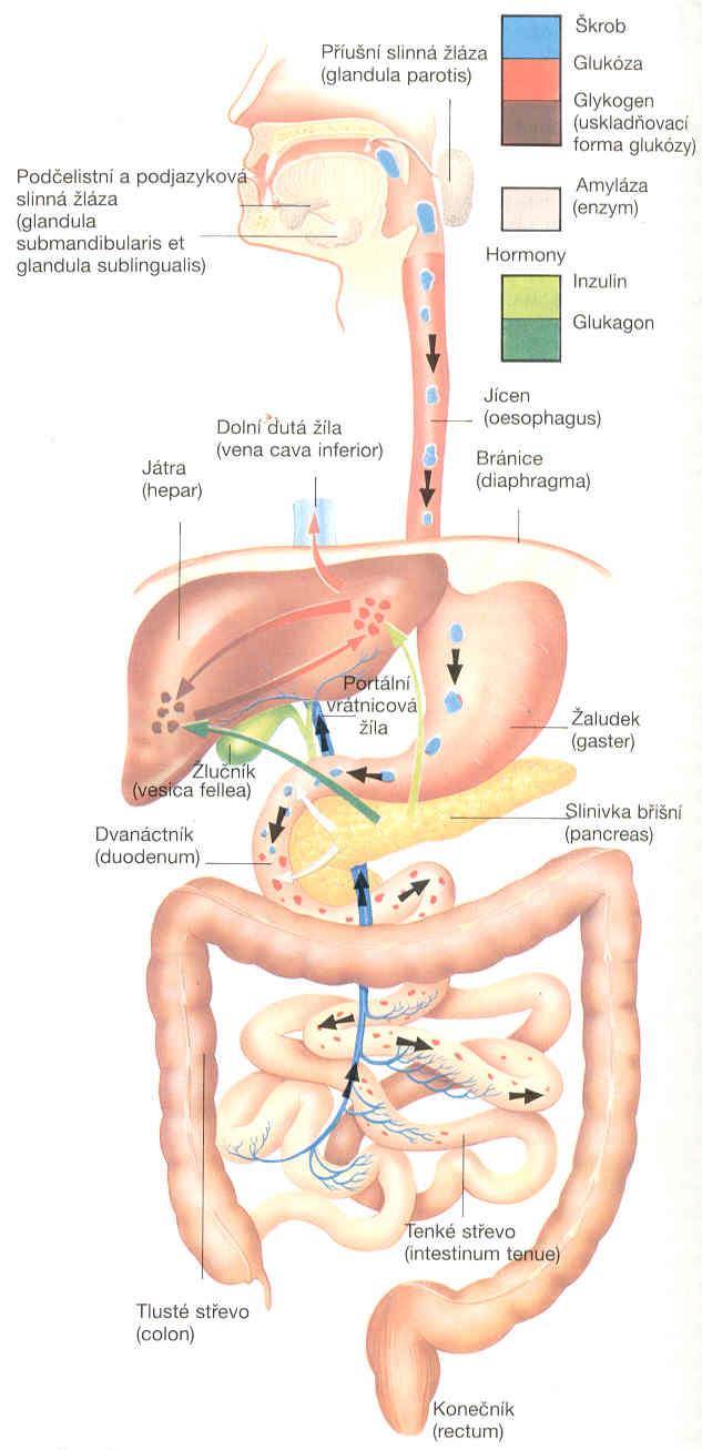 Vstup - gastrointestinální orgánem trávicí soustava trávicí trubice od ústní dutiny po