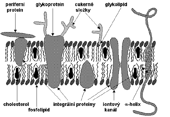 Bariéry vstupu buněčná membrána vrstva bílkovin (polární), fosfolipidová dvouvrstva (nepolární), vrstva bílkovin (polární), prostou difúzí ve směru rozdílu koncentrací pasivně, procházejí látky
