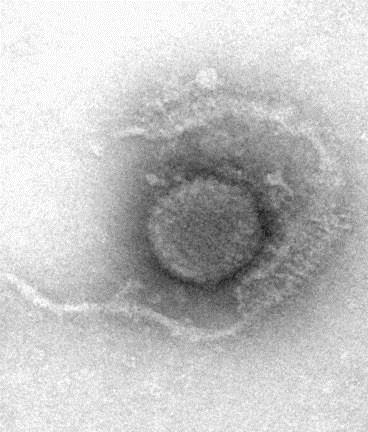 Koi herpesviróza foto