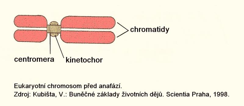 Eukaryotní chromosomy obvykle obsahují zaškrcení - centromeru na ni se připojují mikrotubuly dělícího vřeténka při jaderném dělení