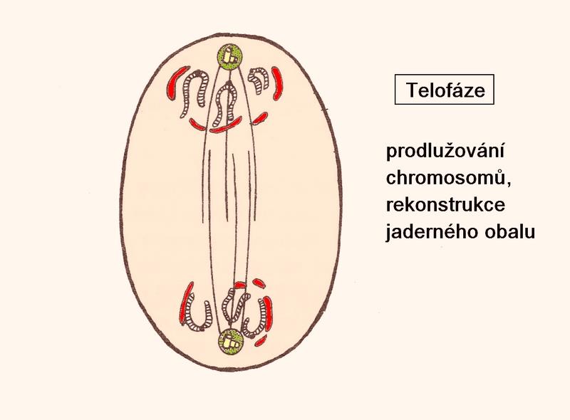 Telofáze kolem rozdělených