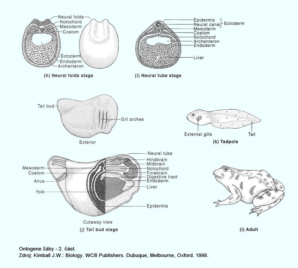 Příklad: ontogeneze žáby vznik neurální trubice a dalších