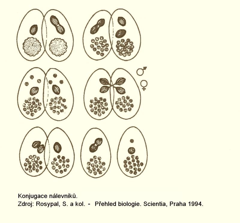 Rozmnožování jednobuněčných Výjimečně dochází u jednobuněčných k výměně genetického materiálu mezi dvěma jedinci