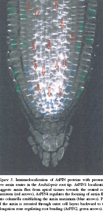 Exprese a lokalizace PIN proteinů ve špičce kořene Arabidopsis imunolokalizace AtPIN1 ukazuje na tok auxinu směrem k centru kořenového meristému (červené šipky) AtPIN4 reguluje směrování toku