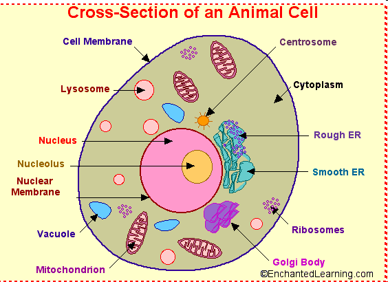Vakuola pouze u rostlinné buňky. V jedné buňce můžeme nalézt různé druhy vakuol o různé velikosti s odlišnou funkcí.