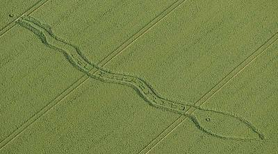 1.6.2011 se u Wiltonu objevil kruh v obilí v podobě hada. Vzor na těle hada byl brzy rozluštěn jako kód sestávající z 13 znaků, věštecký výrok.