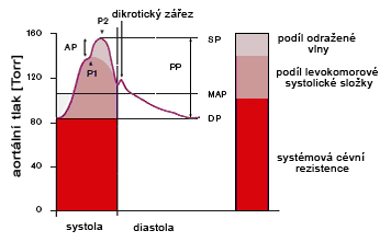 KAPITOLA 3.Druhy krevních toků 3.4 Druhy krevních toků 3.4.1 Pulsatilní krevní tok Pulsatilní krevní tok (Q P) je rytmická změna průtoku krve v čase.
