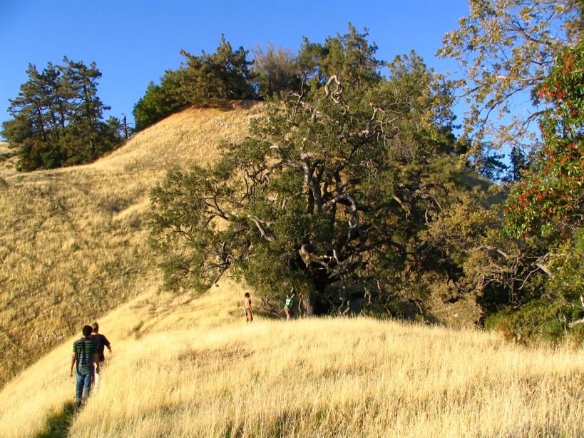 Target system: Sudden Oak Death Disease caused by an