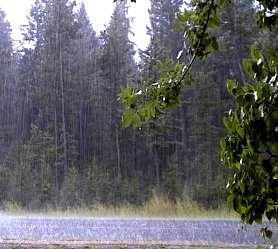 Spread of Sudden Oak Death Drip and splash of