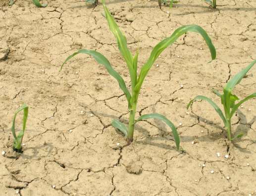 Bzunka ječná Oscinella frit - ochrana v ohrožených oblastech pěstovat kukuřici na agrotechnicky dobře připravených pozemcích v oblastech s opakovaným škodlivým výskytem provádět co nejranější výsevy