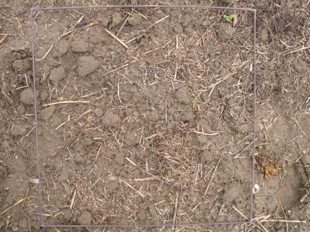 Vliv rostlinných zbytků na povrchu půdy na infiltraci Rostlinné zbytky ve svrchní části
