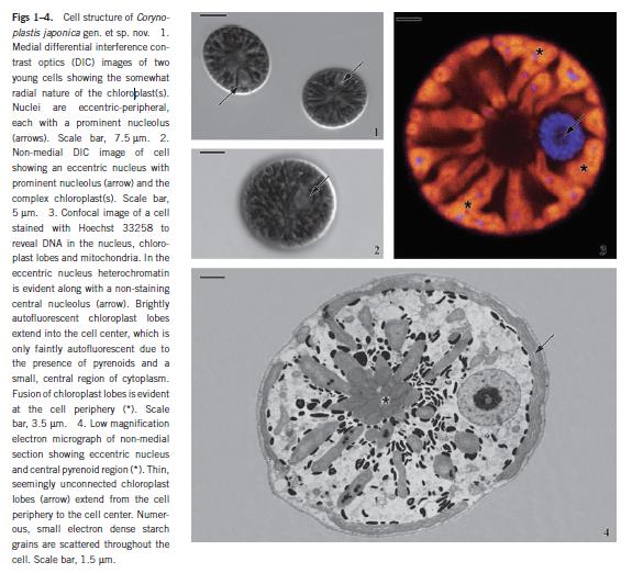 Rhodophyta Rhodellophyceae Glaucosphaera vacuolata viz.