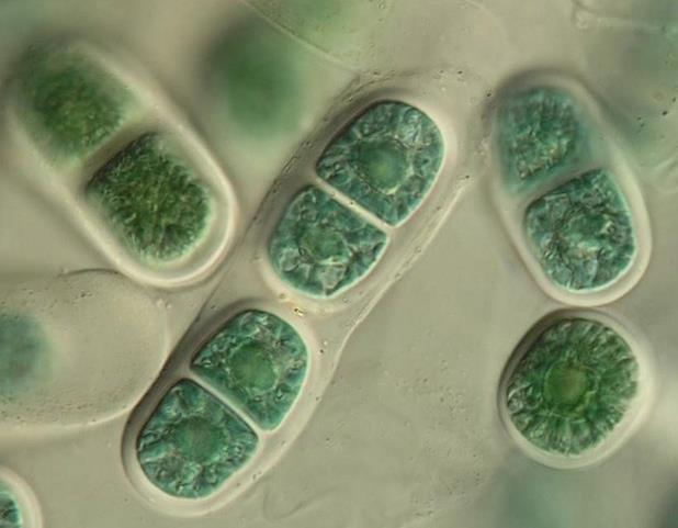 Stylonematophyceae Chroodactylon (= Asterocytis) Chroothece Purpureofilum půdní povrch, hydro-terestrické biotopy