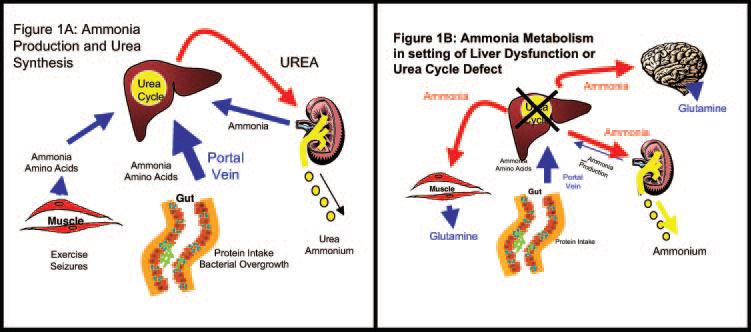 Amoniak ornitinový cyklus v játrech HCO 3 + NH 4 + + aspartát NH 2 -CO-NH 2 +