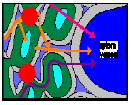 Dráhy centripetálního transportu vody a