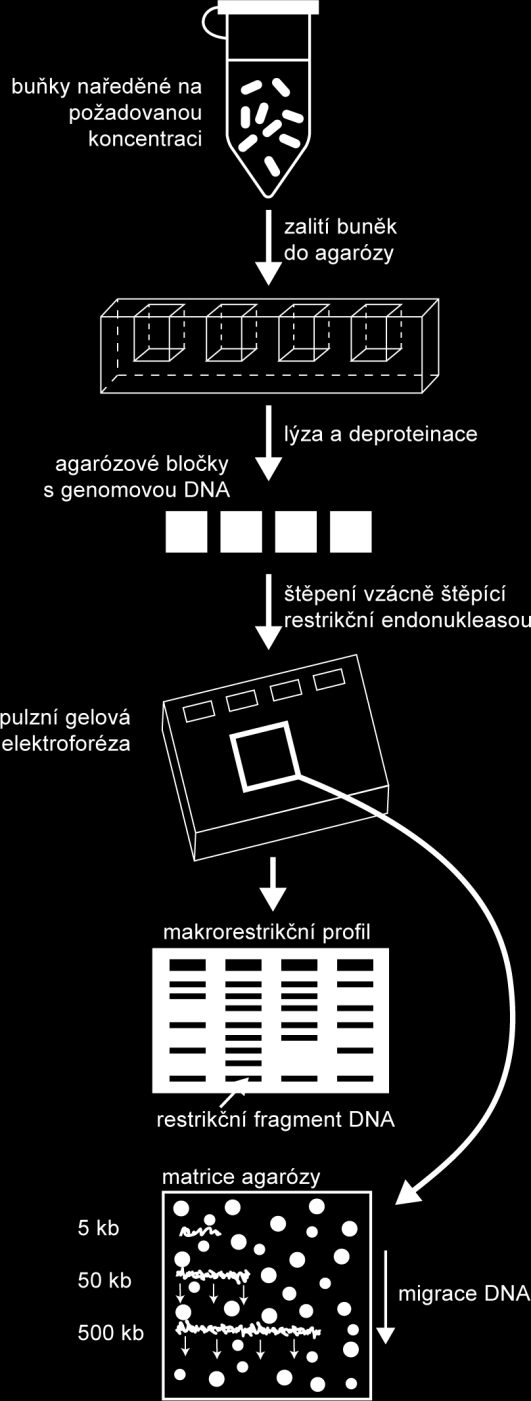 Metody molekulární biologie 11.2.