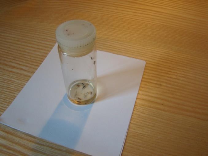 Preparace vzor chvostoskok Hmyz je uložen ve fixačních tekutinách Sběr v