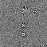 Další možnosti využití templátů Příprava a charakterizace nanorobotu určeného k vychytávání cholesterolu z vodného prostředí 3 C C 3 C 3 3 C C 3 C 3 3 C ~112 mpeg-b-pll Cl TEA mpeg-b-pll-chol
