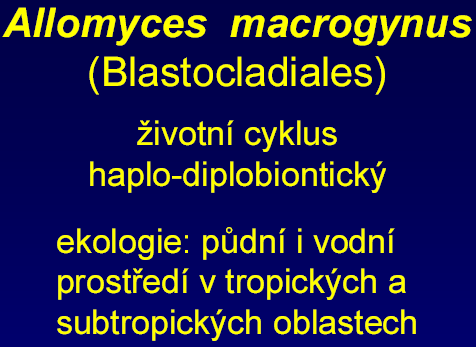 Na diplodním sporothalu se formují mitosporangia (bezbarvá a tenkostěná) které produkují diploidní zoospóry a meiosporangia (silnostěnná pigmentovaná), ve kterých dochází k meioze a k produkci