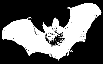 Řád: letouni (Chiroptera) Kaloni