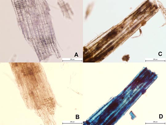 Barevná fotografie je k dispozici v online verzi článku zí následně k přeměně magnetitu na maghemit (γ-fe2o3): 4 Fe3O4 + O2 6 γ-fe2o3 Úspěšnost magnetické modifikace původně nemagnetických materiálů