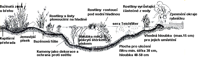 Ke svému růstu spotřebovávají rostliny produkty rozkladu organických látek, jednoduché sloučeniny dusíku, draslíku, fosforu atd.