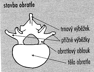 -funkce: nosná oporná část, ochrana míchy, umožňuje pohyb trupu -tvar: dvojitě esovitě prohnutá (tlumí nárazy) -prohnutí dozadu = kyfóza (hrudní a křížová oblast) -prohnutí dopředu = lordóza (krční a