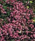 Lavandula angustifolia Levandule úzkolistá Origanum vulgare Dobromysl obecná Mateřídouška