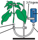 2. Spojte rostlinu a trubičku tlakoměru: Naplňte vodou trubičku, dodávanou se senzorem. Abyste zamezily vniku vzduchových bublin do trubičky, ponořte trubičku pod vodu do mísy.