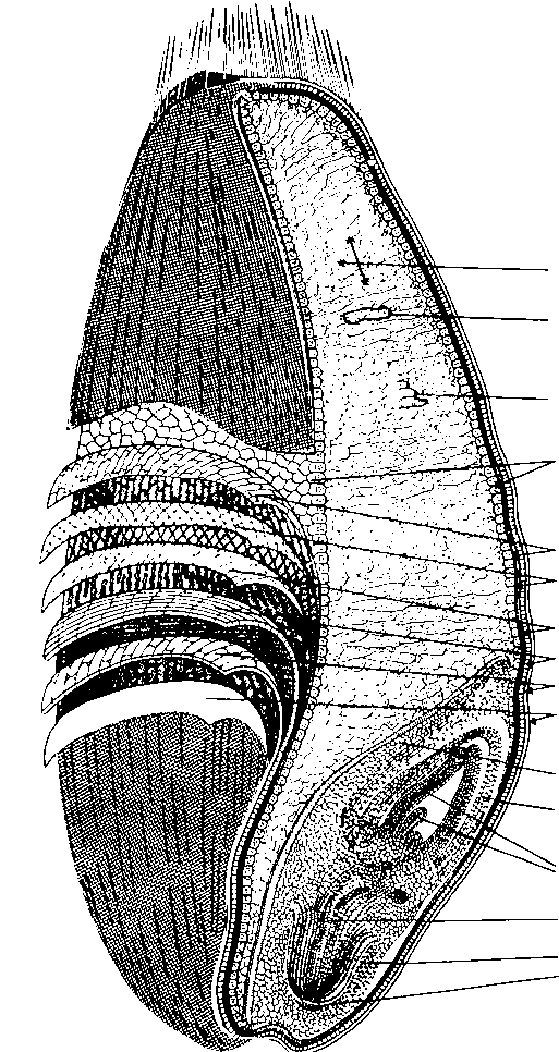 Obiloviny struktura obilného zrna mletí obilí krupice světlé mouky endosperm tmavé mouky X celozrnné