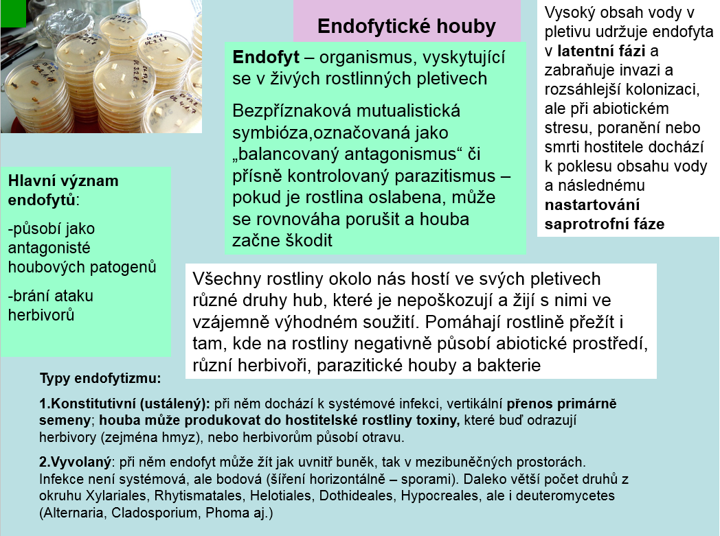 vláknité houby (systematické členění)