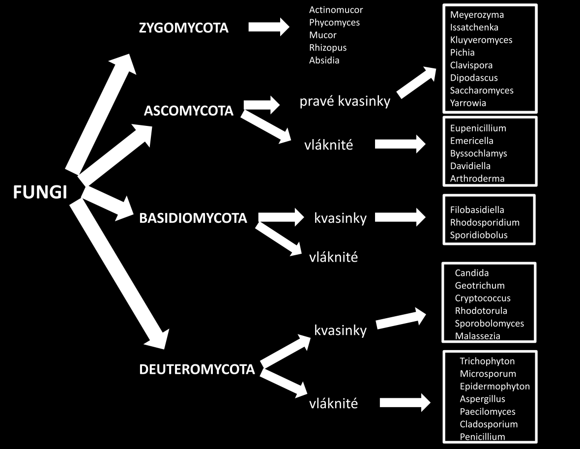 Taxonomické schematické zařazení patogenních hub je vyjádřeno Obrá