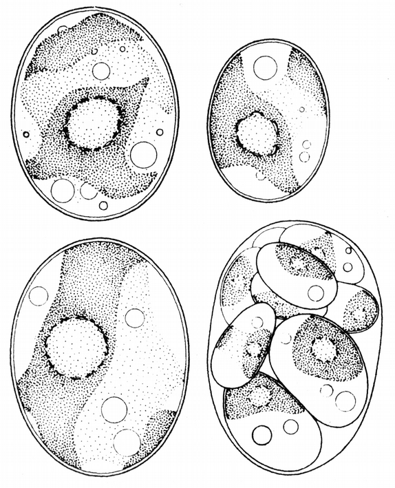kladním rozlišovacím znakem jednotlivých druhů tohoto rodu (Škaloud et al. 2005). Neobsahuje pyrenoid. V buňce rozeznáváme strukturu diktyozómů (čili útvarů Golgiho aparátu).