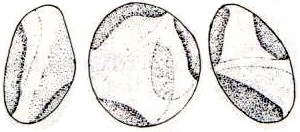 Součástí rodu se na základě morfologických znaků a pozorování životního cyklu (zejména přítomnost zmíněných dvou typů autospor) staly řasy E. reniformis (bývalá Chlorella) a E.