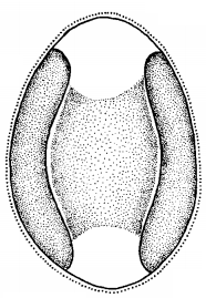 (Ettl a Gärtner 1995). Lichenizovaná řasa má tenkou buněčnou stěnu a často tvoří lipidická tělíska. Nebylo pozorované pronikání houbových hyf dovnitř řasových buněk (Peveling a Galun 1976).