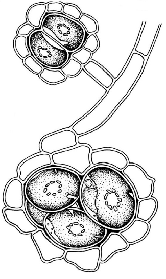 O jeho případné účasti v lišejníkové symbióze se zmiňuje Brand (1925) a vzhledem k předchozí synonimiza ci s rodem Protococcus (který taky bývá v souvislosti s lichenizací uváděn) bychom o něm jako o