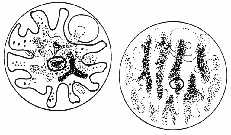 Typový druh A. phycobiontica byl roku 1980 vyčleněn z rodu Trebouxia (Tschermak-Woess 1980b), v řadě dalších prací však byl nadále uváděn jako Trebouxia phycobiontica (Obr. 21).