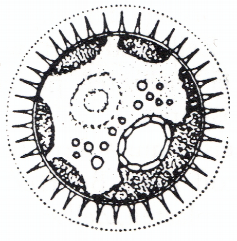 tovi, který svou podobou Gloeocystis připomíná a jeho lichenizaci nepotvrzují ani nevyvrací (Baloch et al. 2009, Vondrák et al. 2010).
